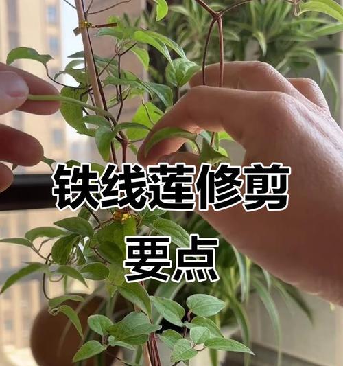 铁线莲小苗在大盆中如何养护管理？