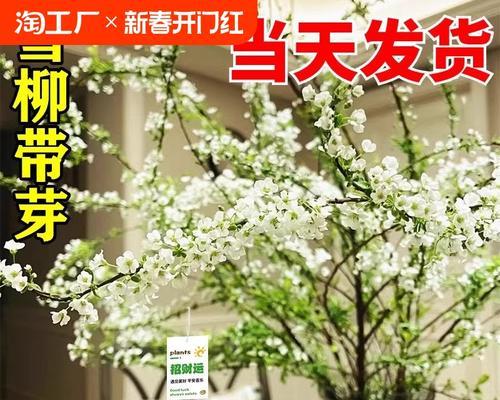 水培雪柳叶子发黄的处理方法有哪些？