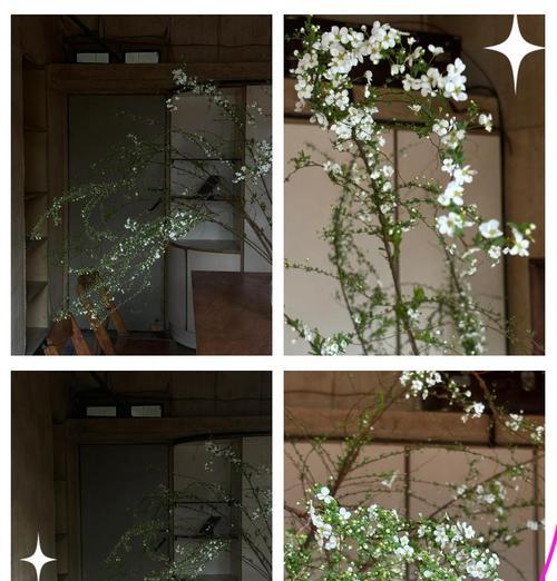 水培雪柳叶子发黄的处理方法有哪些？