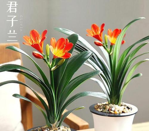 君子兰用什么装饰更显美观？有哪些创意装饰方案？