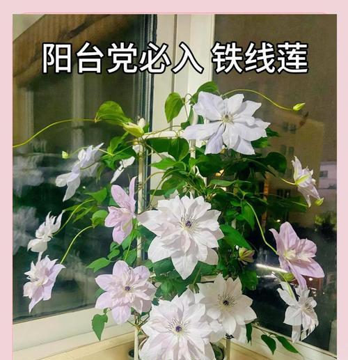 铁线莲盆栽的养护及花期持续时间？
