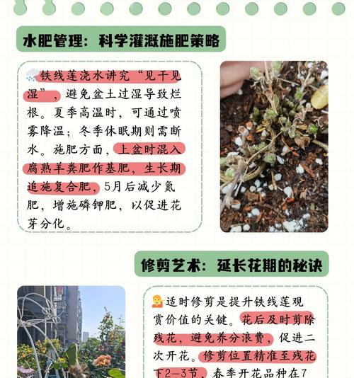 铁线莲盆栽的养护及花期持续时间？