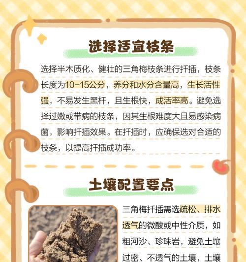 三角梅摘下怎么种植？三角梅的繁殖技巧有哪些？
