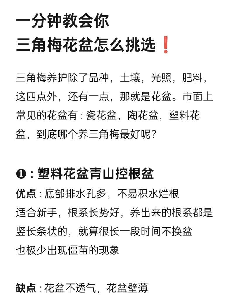 三角梅摘下怎么种植？三角梅的繁殖技巧有哪些？