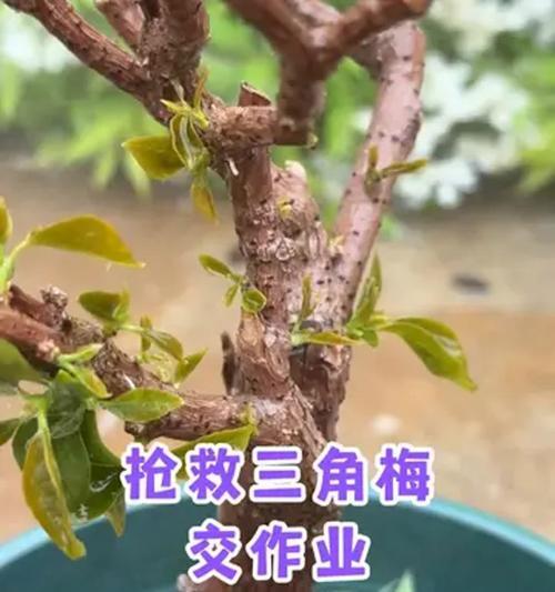 三角梅摘下怎么种植？三角梅的繁殖技巧有哪些？