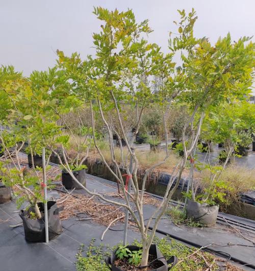 紫滕绿植栽培的关键技术要点是什么？