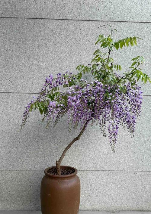 紫滕绿植栽培的关键技术要点是什么？