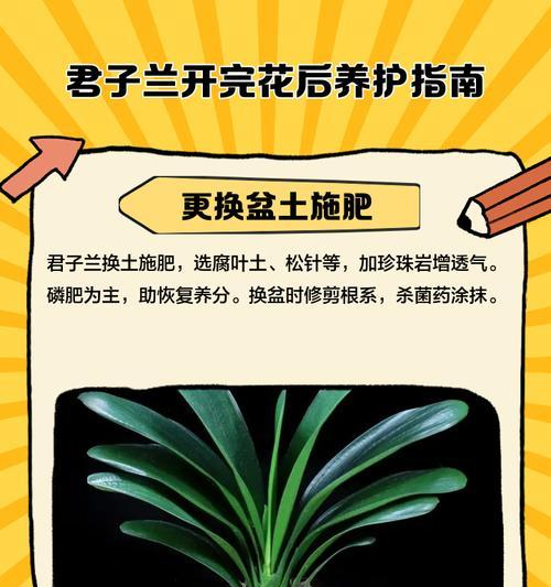 君子兰出现两盆花该如何处理？