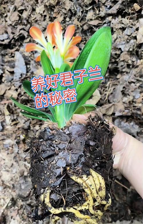 君子兰不长苗烂根如何处理？有效解决方法是什么？