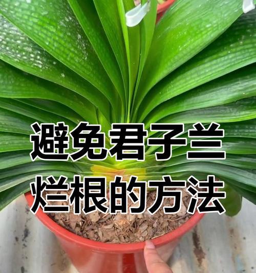 君子兰不长苗烂根如何处理？有效解决方法是什么？