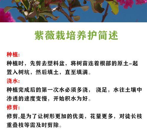紫薇浇水的正确方式？