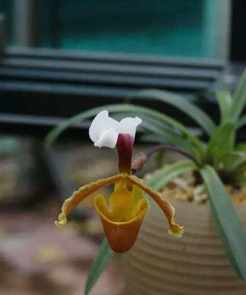 哪些兰科植物品种是优选？