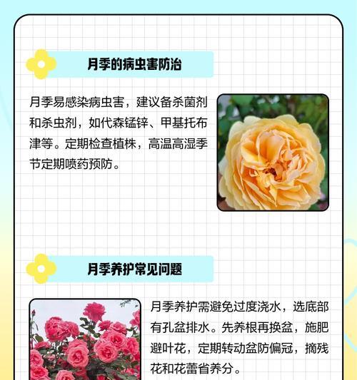 小花爆盆月季的养护秘诀是什么？