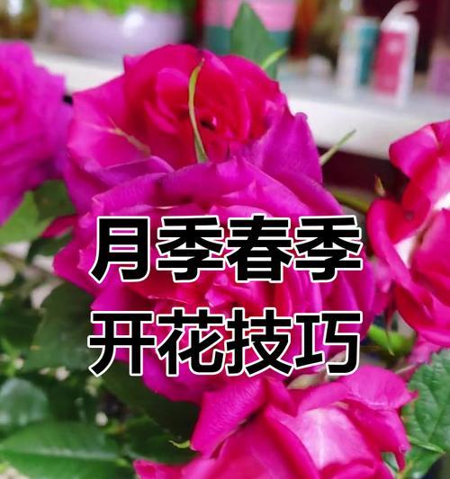 小花爆盆月季的养护秘诀是什么？