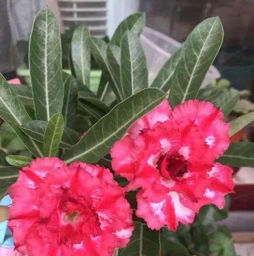 家里有猫，阳台适合养哪些花？如何选择安全植物？
