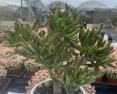 家里有猫，阳台适合养哪些花？如何选择安全植物？