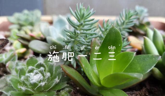 养花下肥技巧有哪些呢？施肥的正确方法是什么？