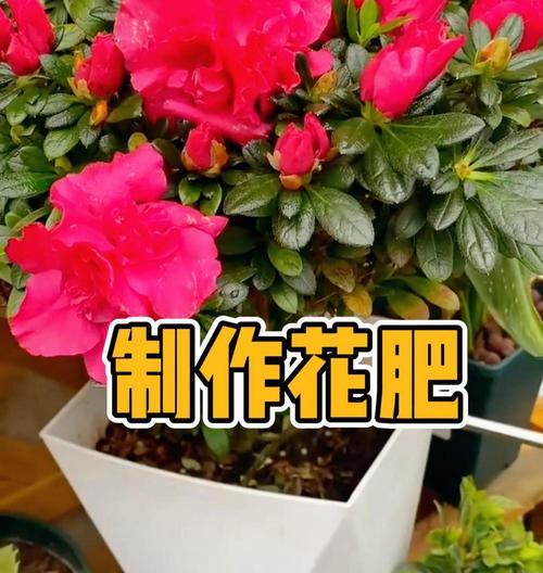 养花下肥技巧有哪些呢？施肥的正确方法是什么？