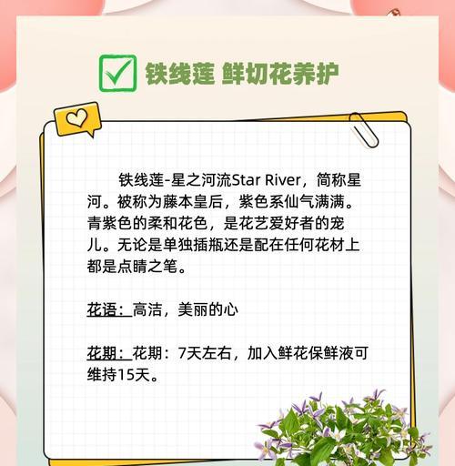 如何使铁线莲生长得更加强壮？