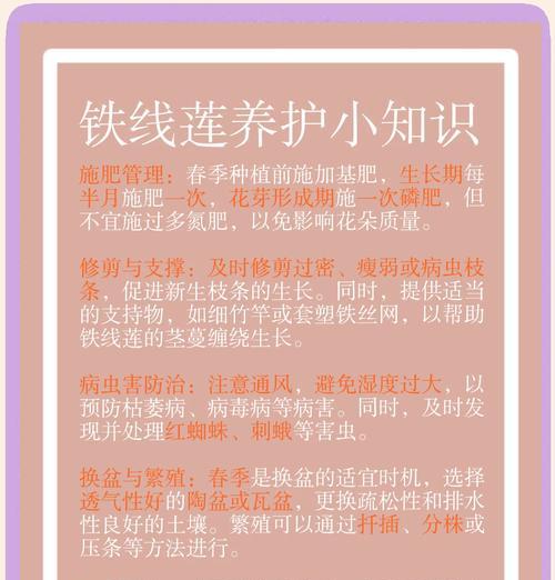 如何使铁线莲生长得更加强壮？