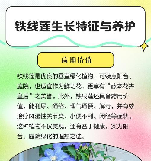 如何使铁线莲生长得更加强壮？