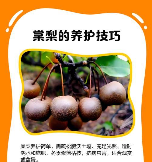 雪中棠梨盆景的养护技巧和常见问题？