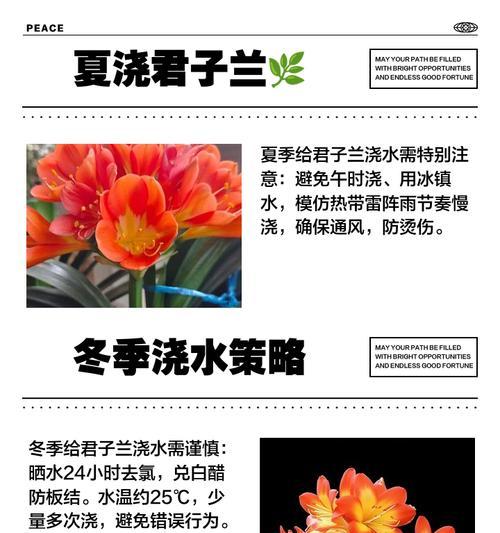 君子兰彩兰的浇水技巧有哪些？