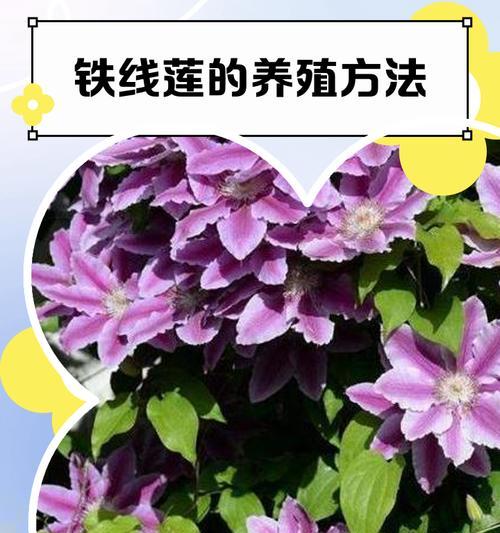 铁线莲的栽培方法以提高存活率？