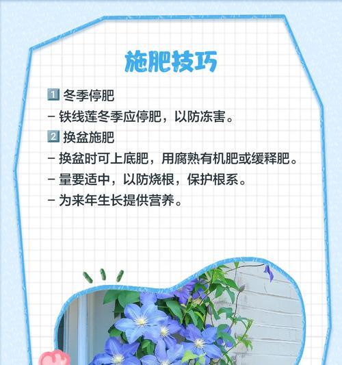 铁线莲的栽培方法以提高存活率？