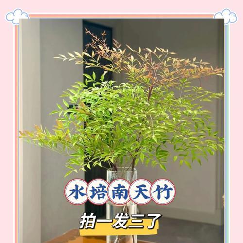水培天竹盆景怎么养殖？需要注意什么？
