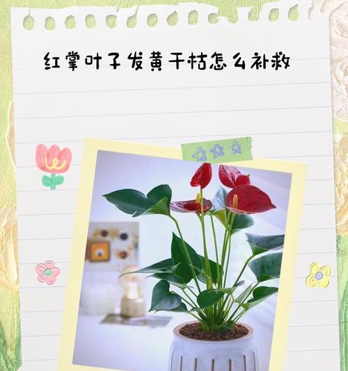 花芽叶子发黄怎么补救呢？补救措施和预防方法有哪些？