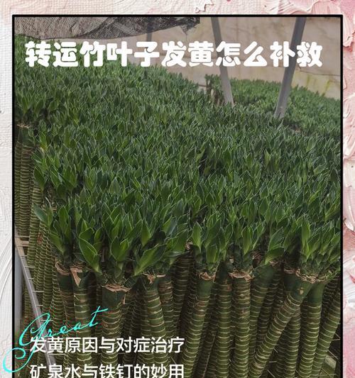 花芽叶子发黄怎么补救呢？补救措施和预防方法有哪些？