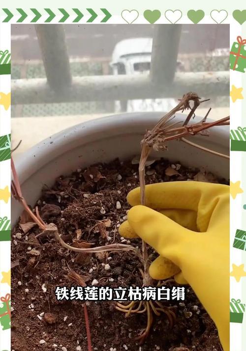 月季杆子根瘤的处理方法是什么？