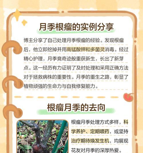 月季杆子根瘤的处理方法是什么？