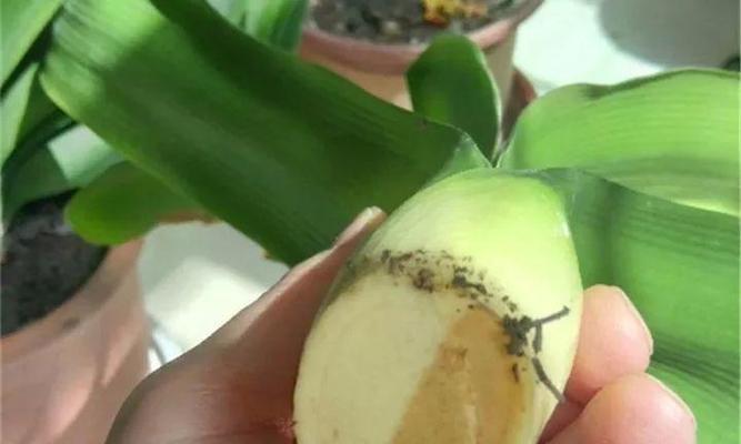 君子兰甲磷茎高如何处理？