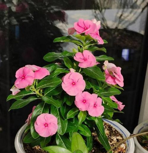 妻子搬阳台的花叫什么？阳台花卉选择有哪些讲究？