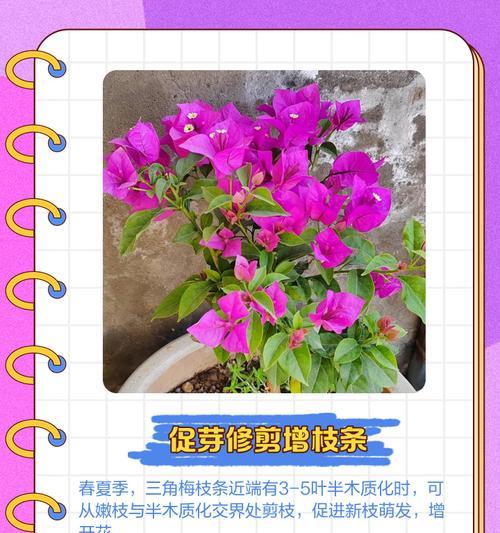 三角梅粗杆子修剪技巧是什么？