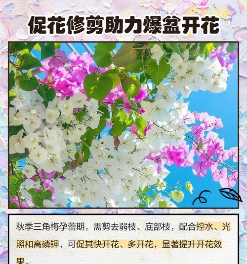 三角梅怎么修剪大根枝？修剪方法和注意事项是什么？