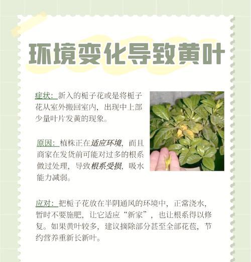 栀子花扦插期间叶子发黄的处理方法是什么？