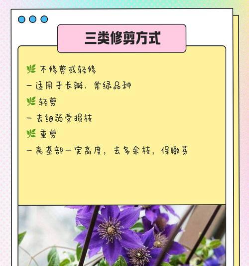 铁线莲修剪后无芽点？如何促进新芽生长？