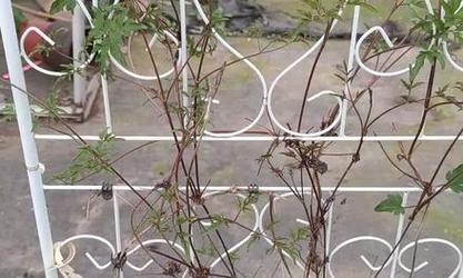铁线莲修剪后无芽点？如何促进新芽生长？