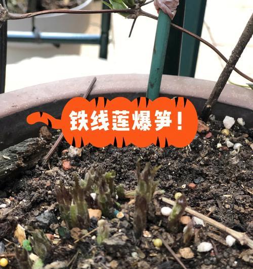 铁线莲修剪后无芽点？如何促进新芽生长？
