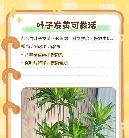 风车竹叶子发黄但不缺水怎么办？如何判断和解决？