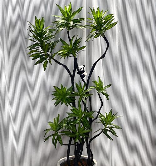 风车竹叶子发黄但不缺水怎么办？如何判断和解决？