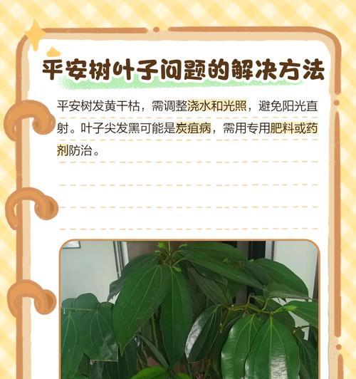 风车竹叶子尖发黄干枯怎么办？如何处理？