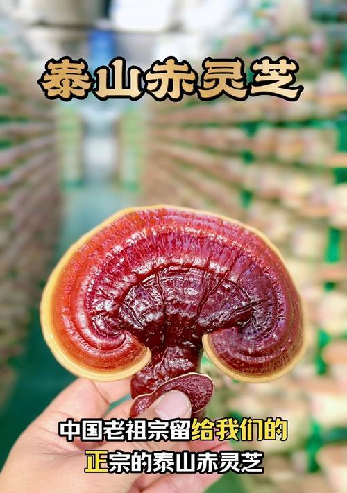 如意灵芝栽培技术有哪些要点？
