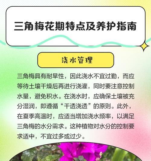 三角梅新入手后如何正确养护？