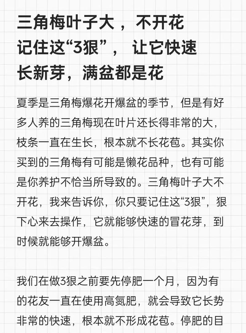 三角梅新入手后如何正确养护？