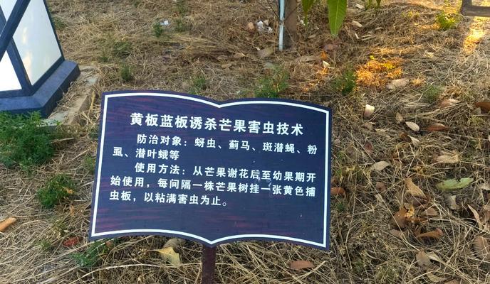 芒果种子栽培：有哪些技术要点？