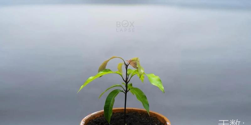 芒果种子栽培：有哪些技术要点？